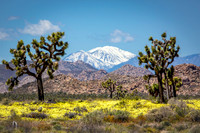 Joshua Tree National Park - California