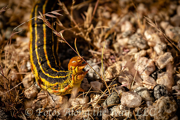Sphinx Caterpillar (California)