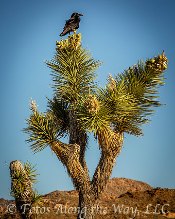 Raven on Joshua Tree (California)