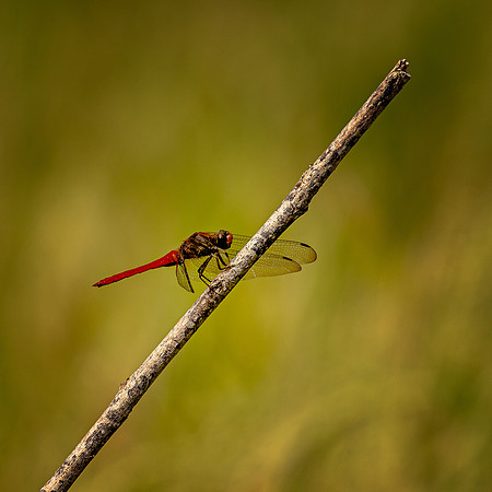Rice Paddy Dragonfly (Bali, Indonesia)
