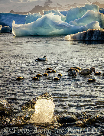Eider Family in Glacier Lagoon (Iceland)