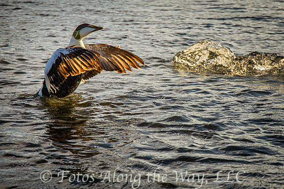 Common Eider on Icy Lagoon (Iceland)