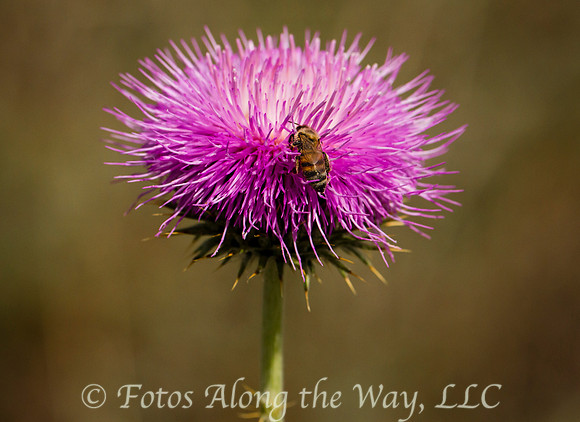 Bee on Purple Thistle (Arizona)