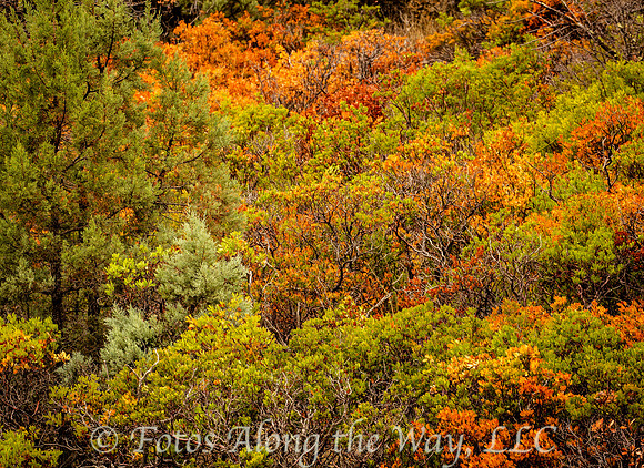 Colorful Autumn Hillside (Arizona)