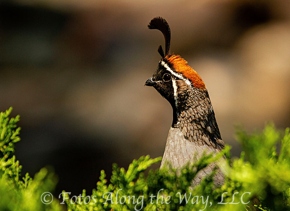 Gambel's Quail Sentry (Arizona)