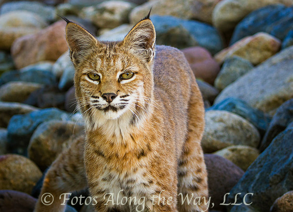 Bobcat Glare (Arizona)