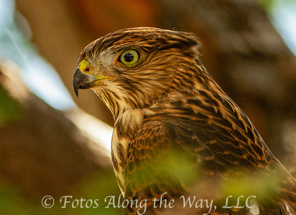 Juvenile Cooper's Hawk (Arizona)