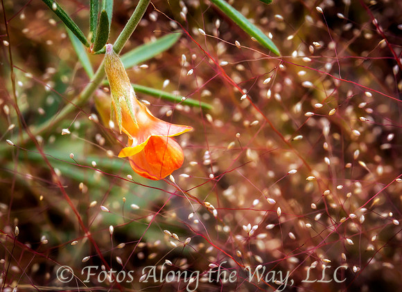 Low Rattlebox Wildflower (Arizona)