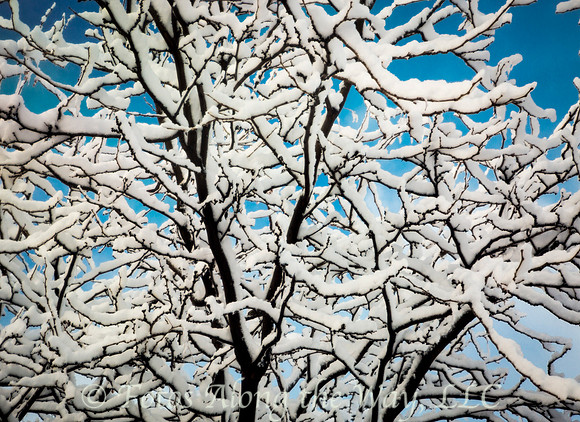 Snow Covered Tree against Blue Sky (Arizona)