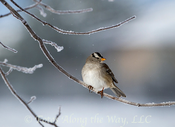 White-crowned Sparrow in Winter (Arizona)