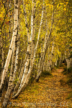 Birch Tree Alley (Maine)