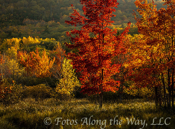 Autumn Flames in Acadia (Maine)