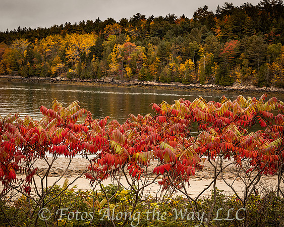 Sumac Bush at the Beach (Maine)