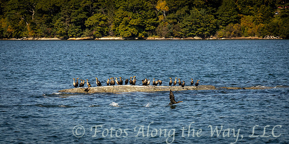 Cormorant Island (Maine)