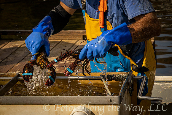 Handling Lobsters (Maine)