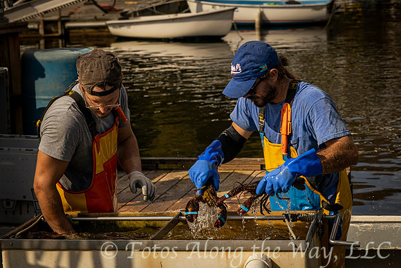 Lobster Catch (Maine)