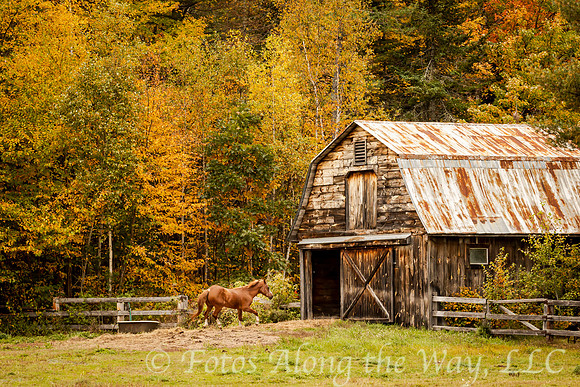 Horse Galloping to Barn (Maine)