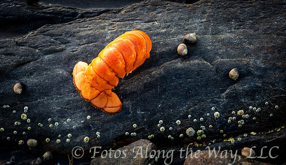 Lobster Shell on Black Rock (Maine)