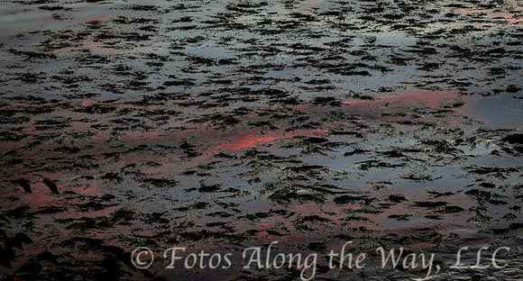 Mucky Reflection (Maine)