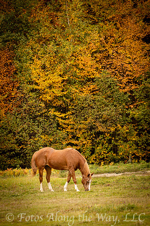 Tan Horse Grazing in Autumn (Maine)