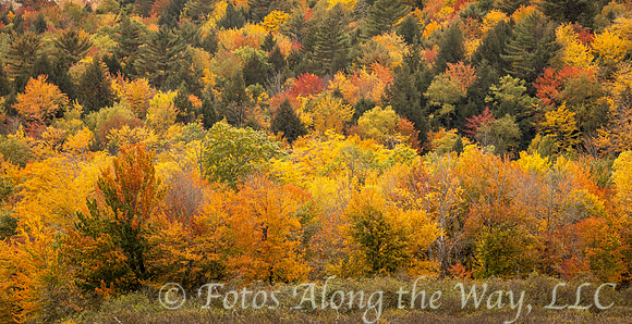 Autumn Forest (Maine)