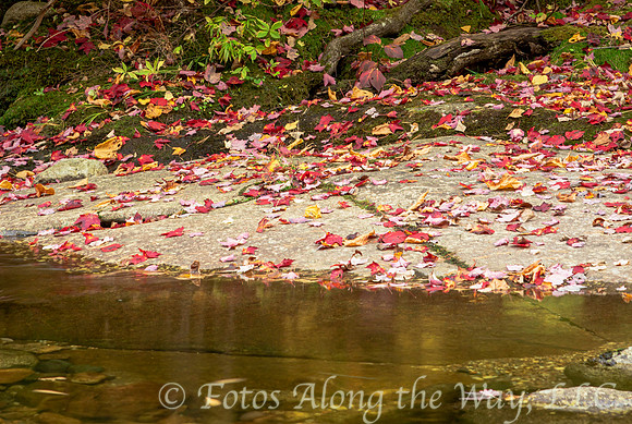 Autumn Leaves on Creek Bank (Maine)