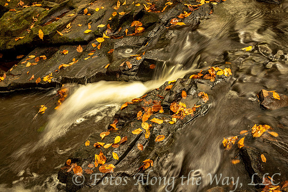 Autumn Leaves in Shallow Creek (Maine)