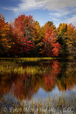 Autumn Trees & Grassy Pond (Maine)