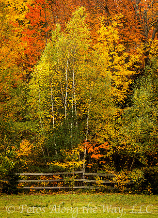Autumn Trees behind Pasture Fence (Maine)