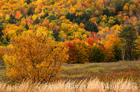 Autumn Woods and Tall Grass (Maine)