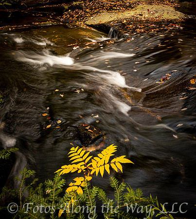 Flowing Creek with Yellow Plant (Maine)