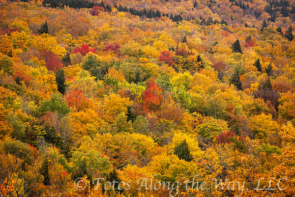 Dense Forest in Autumn (Maine)