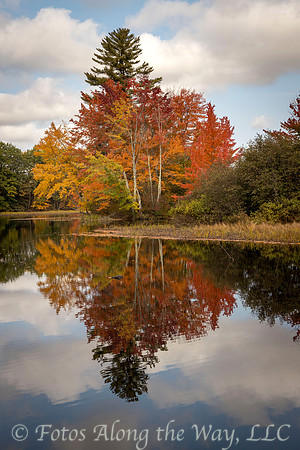 Tree Grove Reflection in Autumn (Maine)