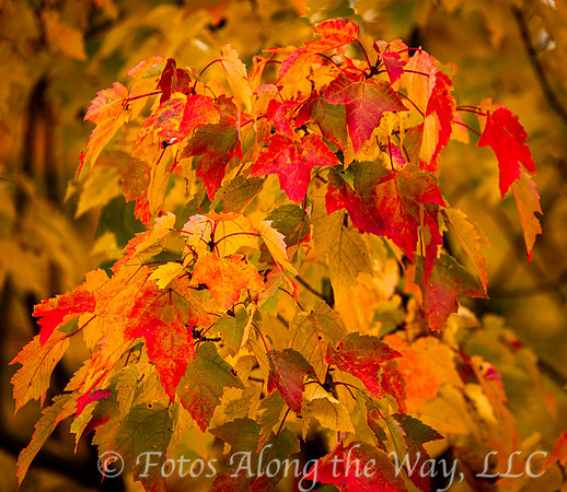 Maple Leaf Cluster in Fall (Maine)
