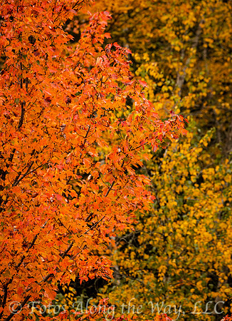 Orange on Green & Yellow (Maine)
