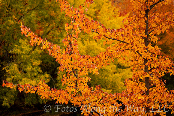 Orange on Green (Maine)