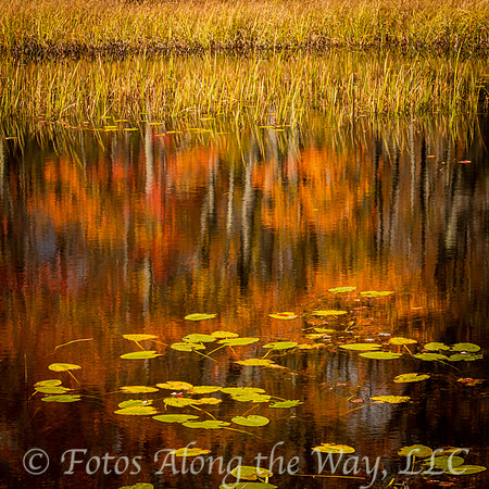 Orange Reflection & Lily Pads (Maine)