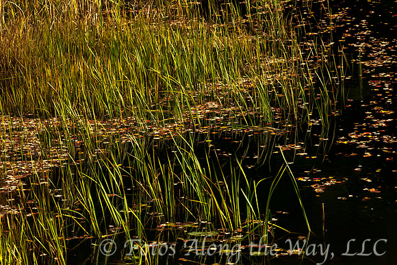 Pond Reeds & Autumn Leaves (Maine)