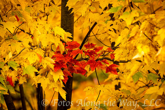 Red among Yellow Leaves (Maine)