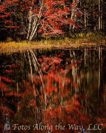 Red Leave Reflection (Maine)