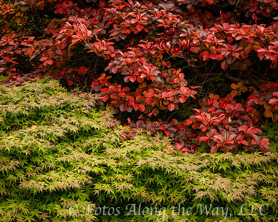 Red and Green Foliage Clash (Maine)