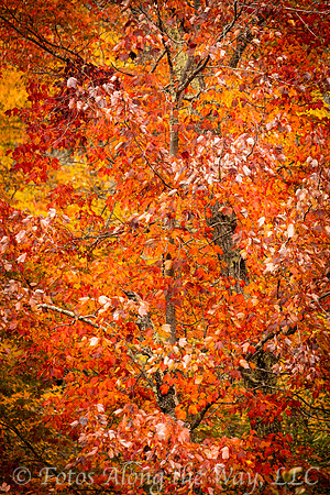Shimmering Autumn Leaves (Maine)