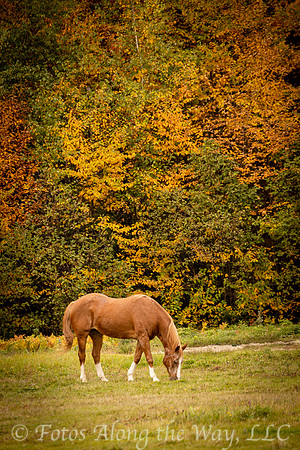 Tan Horse Grazing in Autumn (Maine)