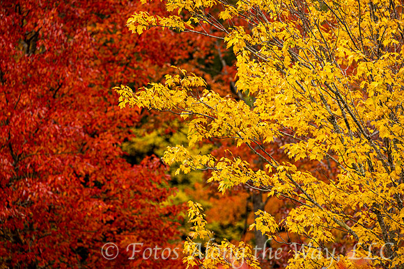 Yellow on Red (Maine)