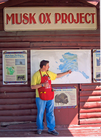 Musk Ox Lecturer (Alaska)