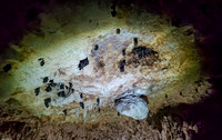 Bats On Cave Ceiling (Mexico)