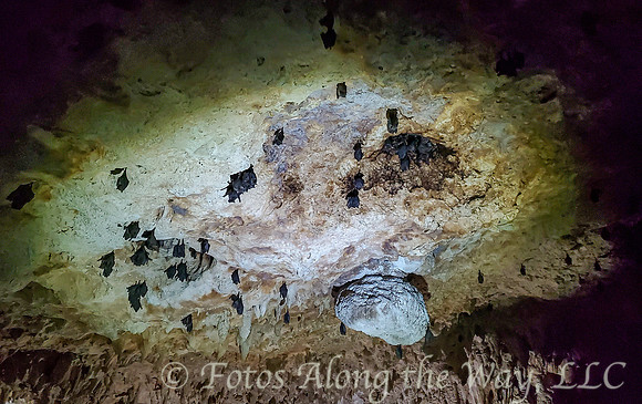 Bats On Cave Ceiling (Mexico)