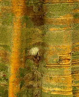Colorful Tropical Tree Bark (Mexico)
