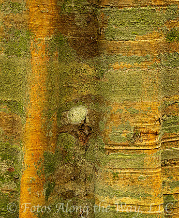 Colorful Tropical Tree Bark (Mexico)