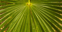 Fan Palm Branch (Mexico)